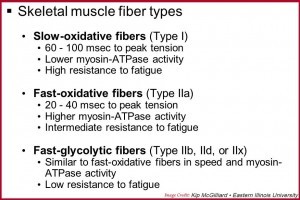 Skeletal Muscle fiber types